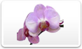 Orchid plants,orchid prose